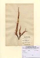 藏品(Grateloupia sp.)的圖片